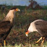 10SB9955 Crested Caracara